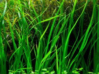 Снимка на Cyperus helferi, (Boeckeler, 1874)